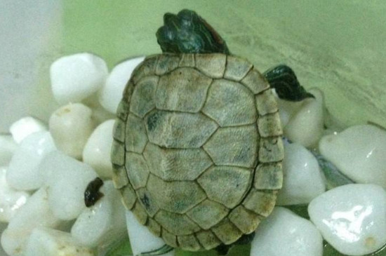 刚孵化的乌龟怎么养