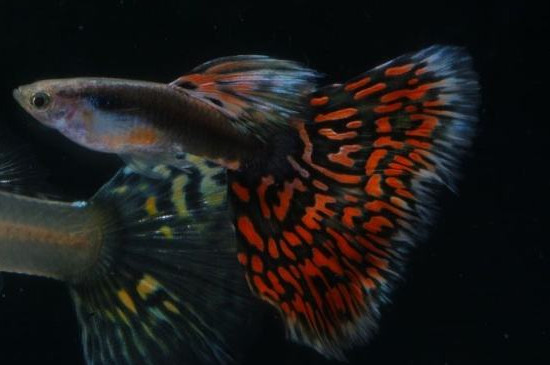 杂袍孔雀鱼是什么