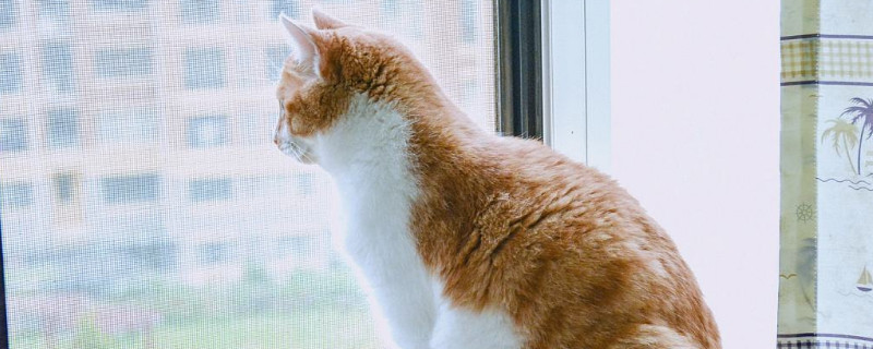 猫会跳窗户吗，猫为什么跳窗