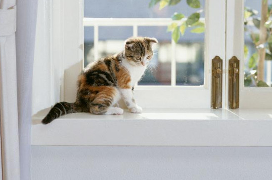 猫会跳窗户吗，猫为什么跳窗
