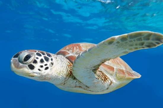 淡化海龟能活多久