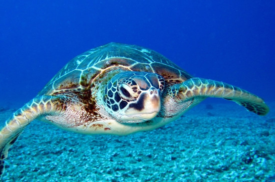淡化海龟能活多久