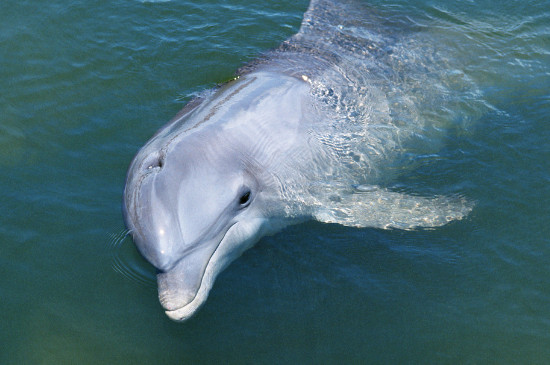 海豚的皮肤是怎样适应环境的