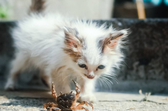 猫可以吃蒸熟的螃蟹吗