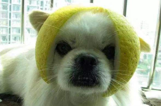 狗能不能吃柚子皮