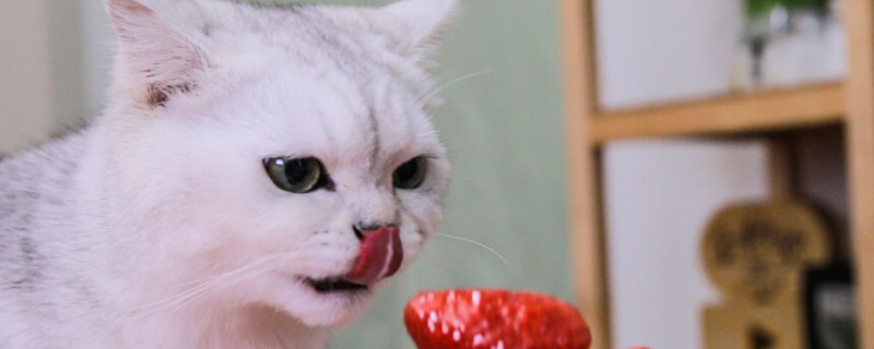 猫不能吃什么水果