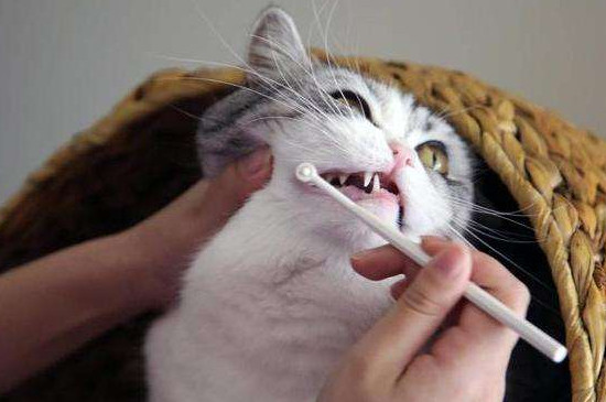 猫换牙期间应该注意什么