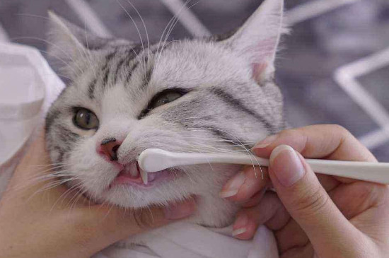 猫需要刷牙吗
