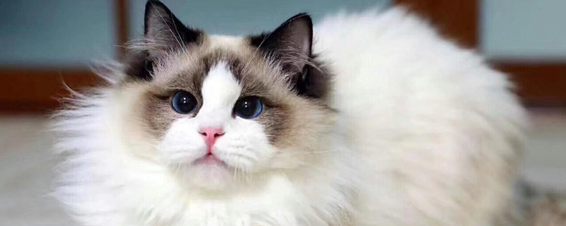 猫的眼睛有白色的黏膜