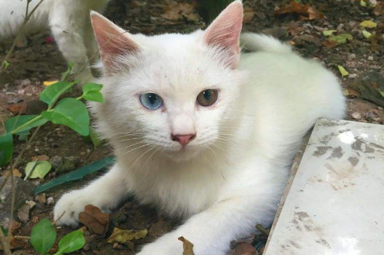 猫的眼睛有白色的黏膜