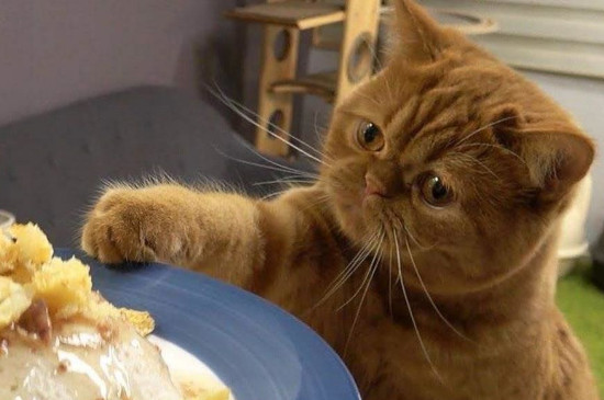 猫能吃奶油蛋糕吗