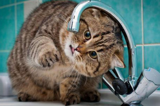 猫能喝自来水吗