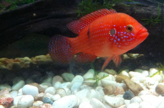 红宝石鱼怎么分公母