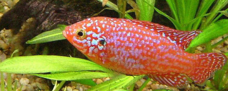 红宝石鱼怎么分公母