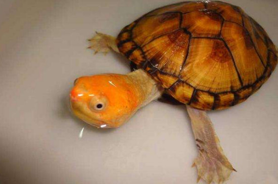 红面蛋龟怎么养才发色