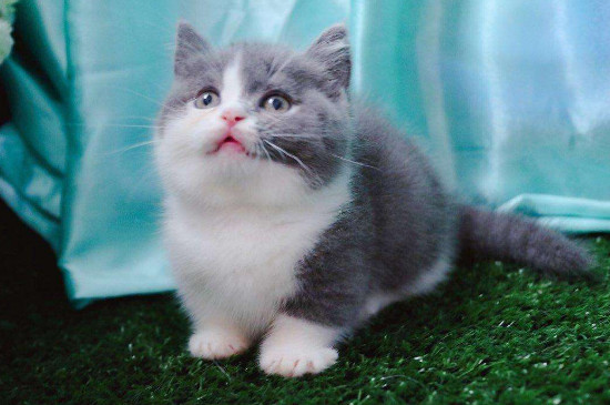 肖战的猫坚果是什么品种