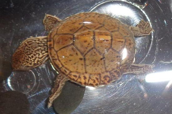 虎纹蛋龟为什么难养