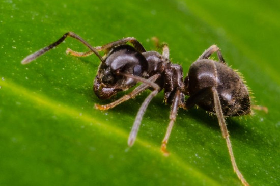 蚂蚁的奔跑速度是多少