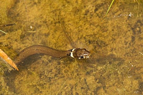 蛇在水下能呆多久