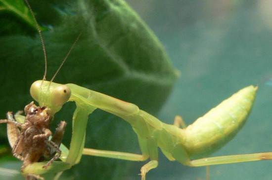 雌螳螂为什么吃雄蟑螂