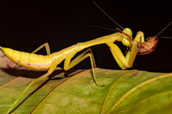 雌螳螂为什么吃雄蟑螂