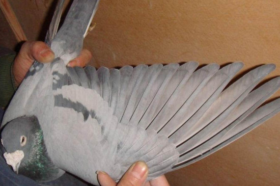 鸽子的翅膀有什么特点