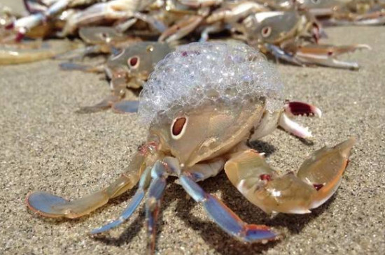 螃蟹吐泡泡能活多久