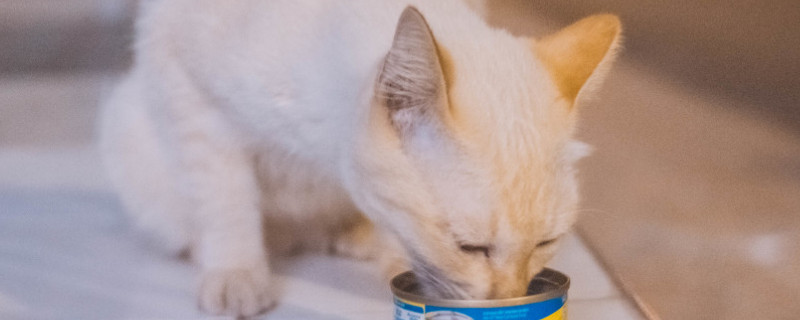 8磅猫粮可以吃多久