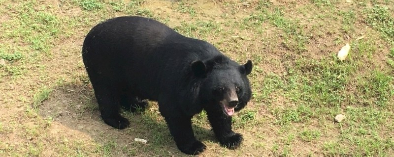 熊冬眠吗 宠物圈