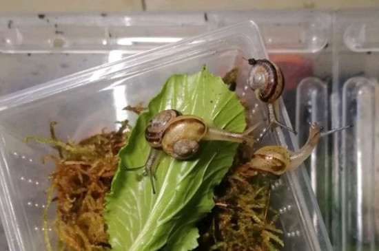 蜗牛怎么养
