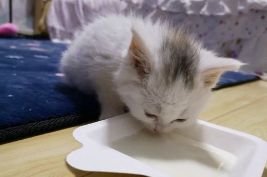怎么教奶猫用碗喝奶