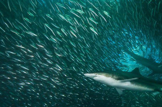 沙丁鱼是群居动物吗