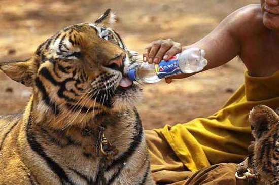 泰国老虎为什么不咬人