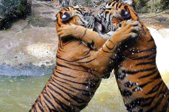 泰国老虎为什么不咬人