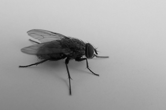 苍蝇和蝇子的区别