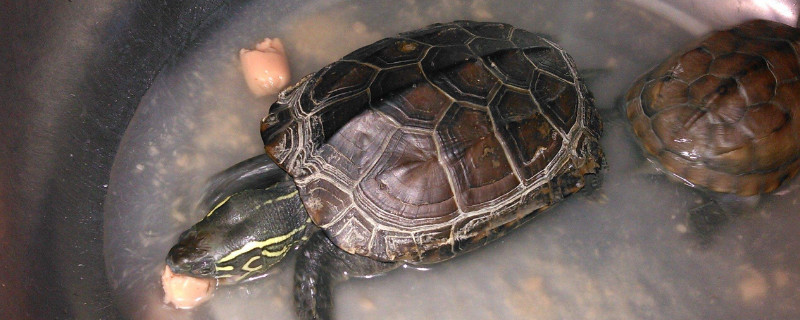 草龟寿命有多长