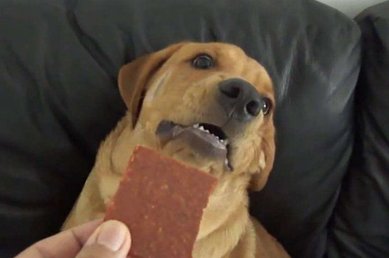 狗狗吃巧克力会死亡吗