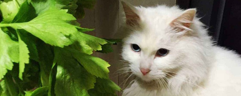 猫白血病能活多久