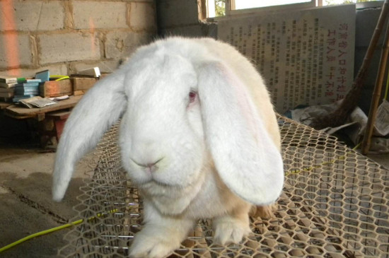 公羊兔成年多重
