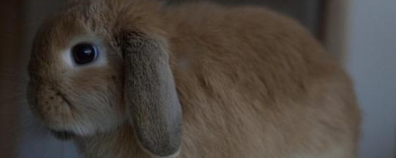 荷兰垂耳兔寿命