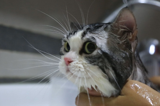猫洗澡的频率多少合适