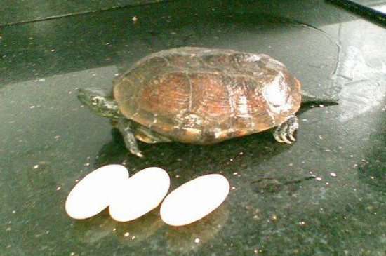 乌龟一般下多少个蛋