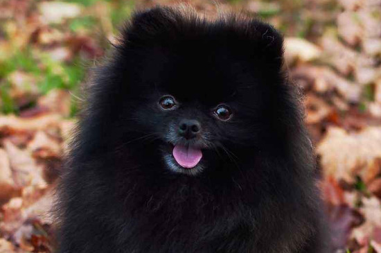 黑色长毛狗狗品种名称