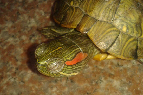 巴西龟不吃东西怎么办