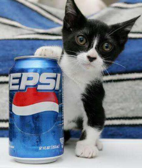 世界上最小的猫，皮堡斯为什么那么小(真实图片)