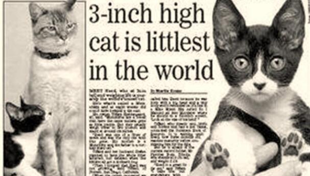 世界上最小的猫，皮堡斯为什么那么小(真实图片)