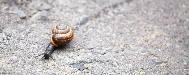 蜗牛为什么会冬眠呢
