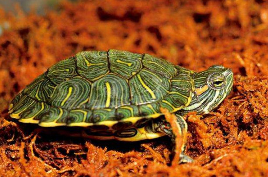 巴西红耳龟怎么冬眠