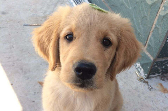 金毛幼犬价格有500元吗，一条金毛幼犬多少钱