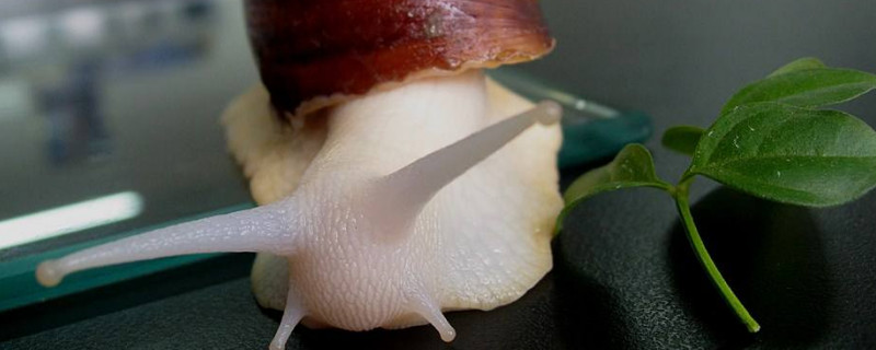 蜗牛怎么养才能生宝宝